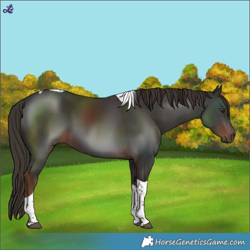 Horse Color:Liver Chestnut Tobiano 