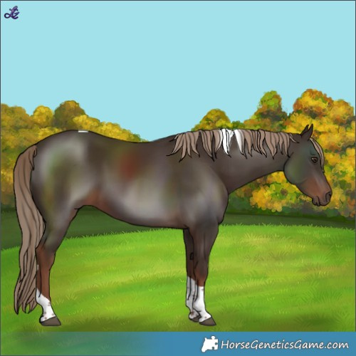 Horse Color:Liver Chestnut Tobiano 