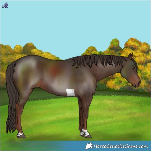 Horse Color:Liver Chestnut Tobiano 