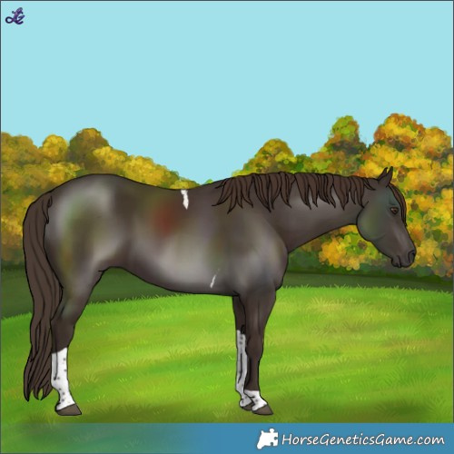 Horse Color:Liver Chestnut Tobiano 