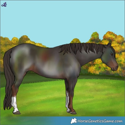 Horse Color:Liver Chestnut Tobiano 