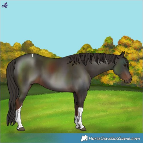 Horse Color:Liver Chestnut Tobiano