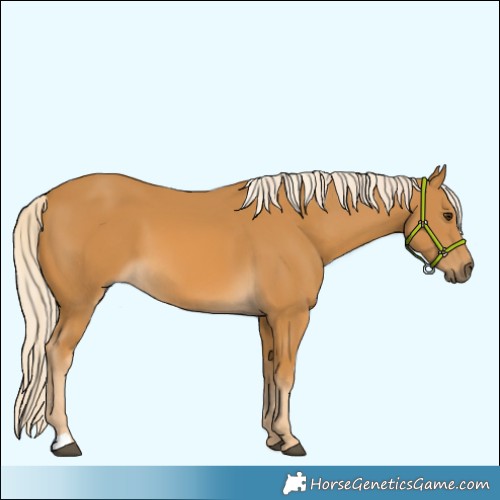 Horse Color:Palomino  and Palomino 