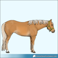 Horse Color:Palomino  and Palomino 