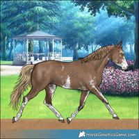 Horse Color:Liver Red Dun Sabino Rabicano 