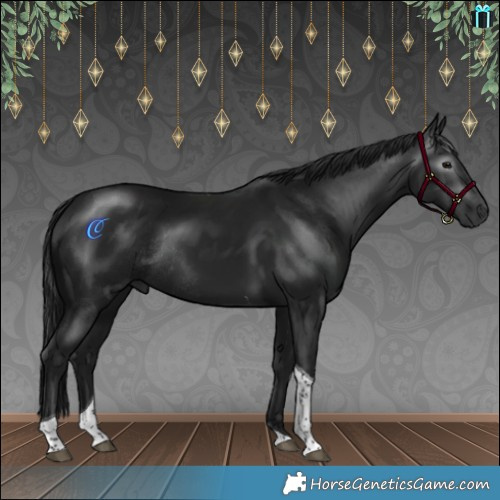 Horse Color:Gray Brown Tobiano Rabicano 