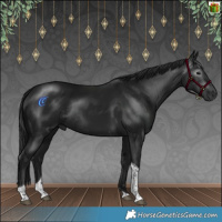 Horse Color:Gray Brown Tobiano Rabicano 