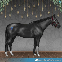 Horse Color:Gray Brown Tobiano Rabicano