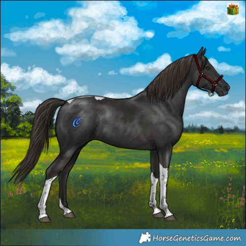 Horse Color:Gray Liver Chestnut Tobiano Rabicano 