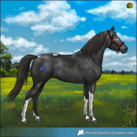 Horse Color:Gray Liver Chestnut Tobiano Rabicano