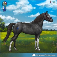 Horse Color:Gray Liver Chestnut Tobiano Rabicano 