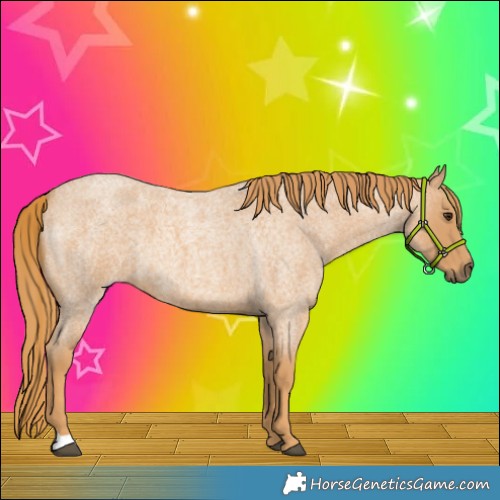 Horse Color:Red Roan 