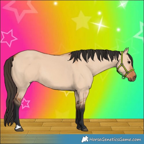 Horse Color:Bay Dun 