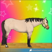 Horse Color:Bay Dun 