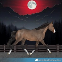 Horse Color:Brown Dun 