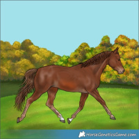 Horse Color:Chestnut 