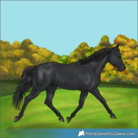 Horse Color:Black 
