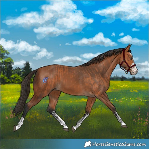Horse Color:Bay  and Bay 