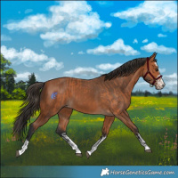 Horse Color:Bay  and Bay 