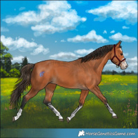 Horse Color:Bay  and Bay 