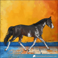 Horse Color:White Spotted Brown 