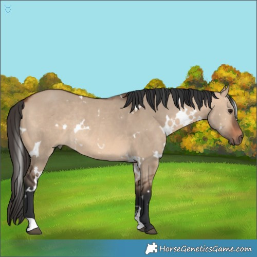 Horse Color:White Spotted Bay Dun Rabicano 