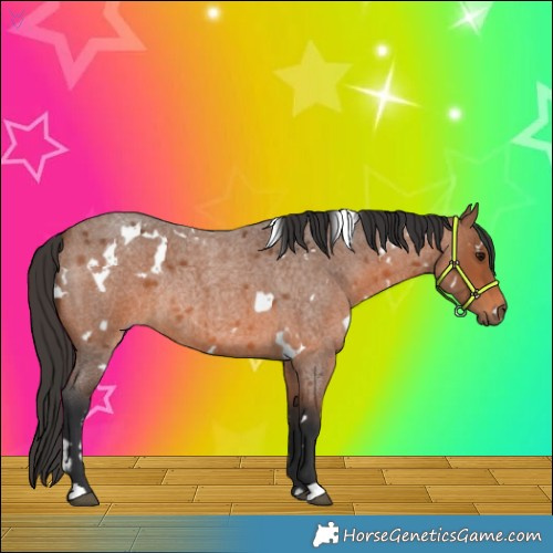 Horse Color:White Spotted Bay Roan Rabicano 