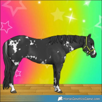 Horse Color:White Spotted Black