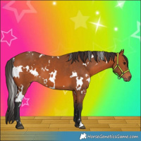 Horse Color:White Spotted Bay 