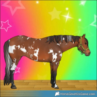 Horse Color:White Spotted Bay 