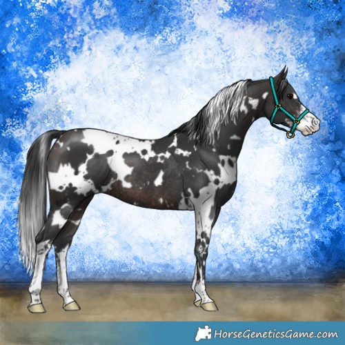 Horse Color:White Spotted Brown Sabino Rabicano 