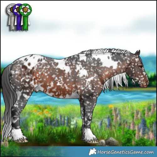 Horse Color:White Spotted Brown Appaloosa 