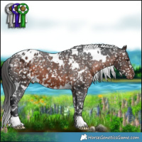 Horse Color:White Spotted Brown Appaloosa
