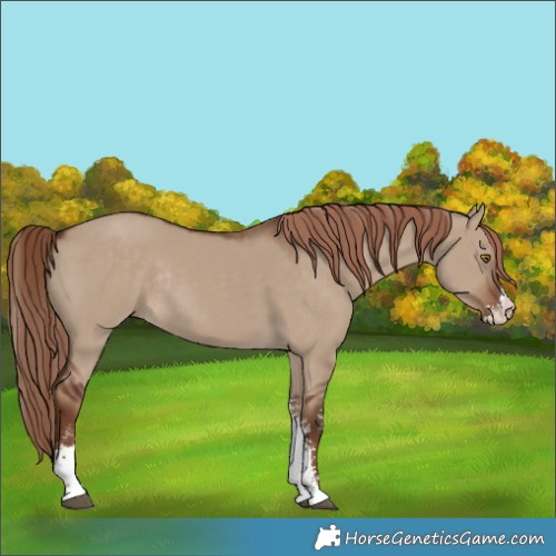 Horse Color:Liver Red Dun Sabino Rabicano