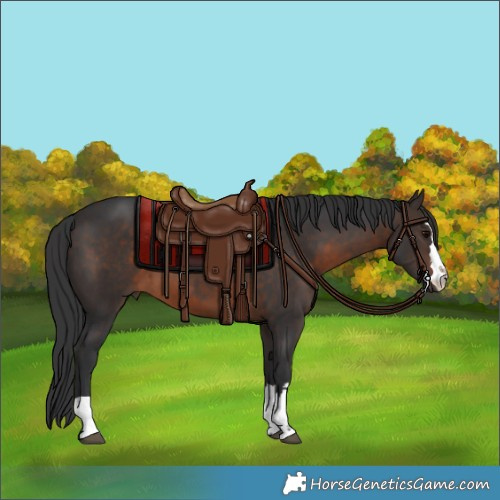 Horse Color:Brown 