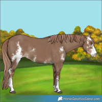 Horse Color:Liver Red Dun Sabino Rabicano 