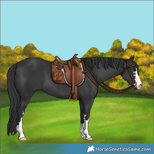 Horse Color:Black 