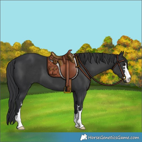 Horse Color:Black 