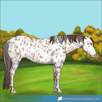 Horse Color:Sable Champagne Appaloosa  and Sable Champagne Appaloosa 