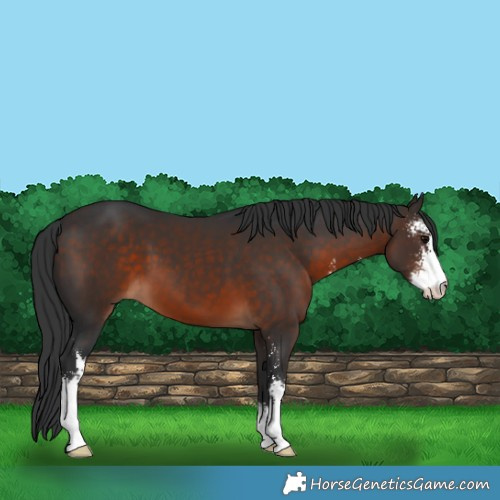 Horse Color:Brown Sabino