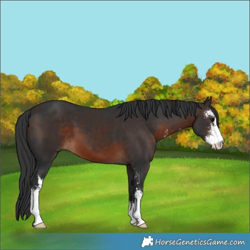 Horse Color:Brown Sabino 