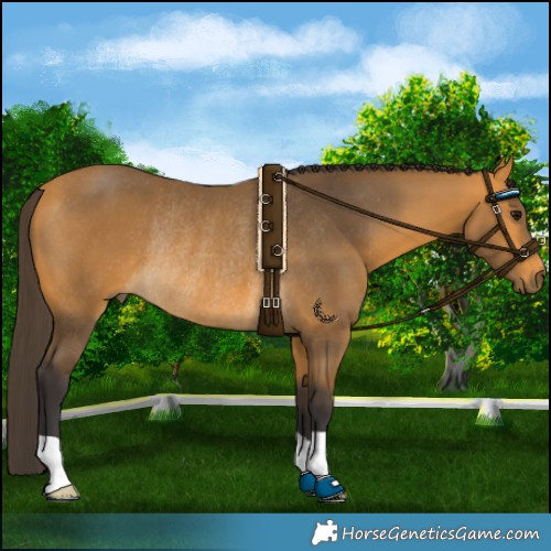 Horse Color:Buckskin Rabicano