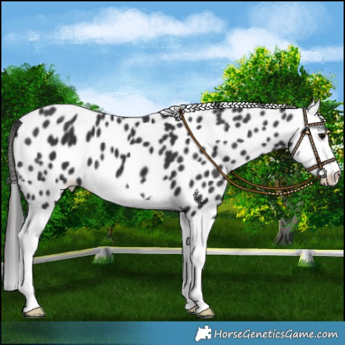 Horse Color:Black Splash Leopard 