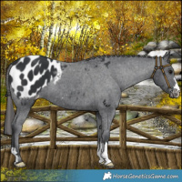 Horse Color:Black Appaloosa