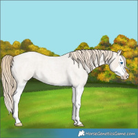 Horse Color:Smoky Creme Roan Splash 