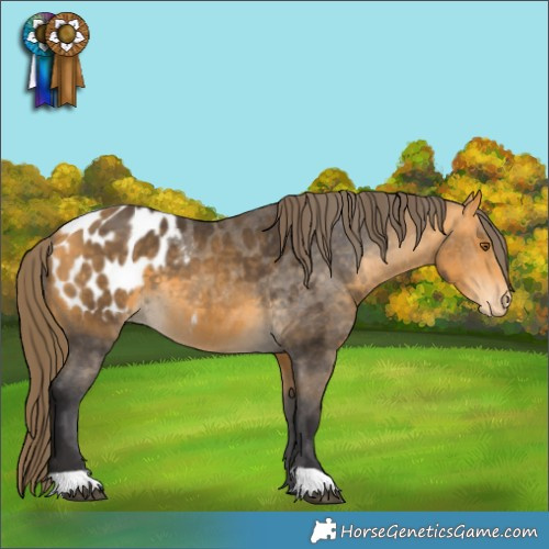Horse Color:Buckskin Appaloosa 