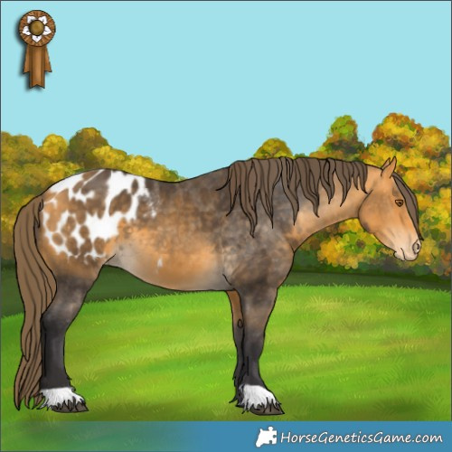 Horse Color:Buckskin Appaloosa 