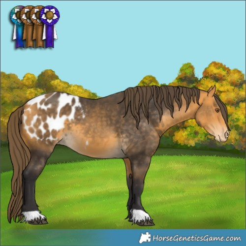 Horse Color:Buckskin Blanket 