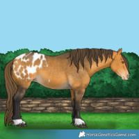 Horse Color:Buckskin Appaloosa 