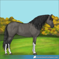 Horse Color:Grullo Tobiano
